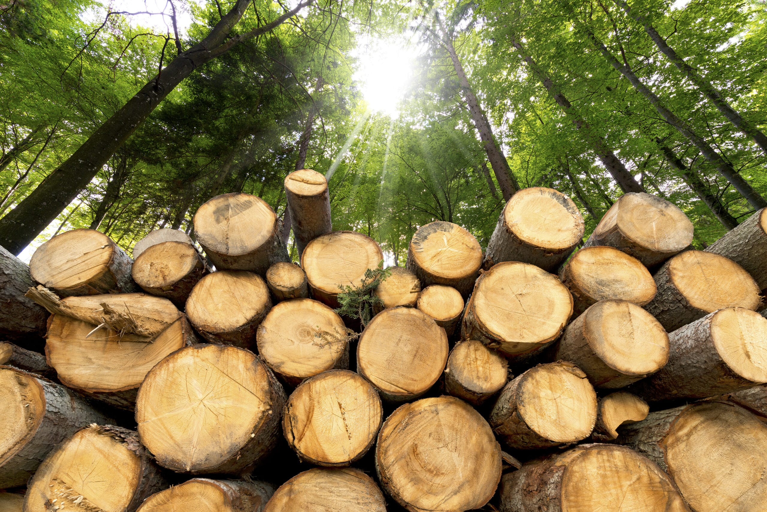 Stabel med tømmerstokker i skogen.